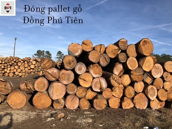 Gỗ thông tròn trước khi nhập kho